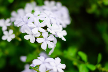 small white flowers wallpaper 