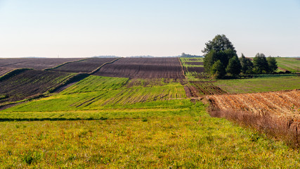 Jesienny poranek z przymrozkiem i szronem, Polska, Podlasie © podlaski49