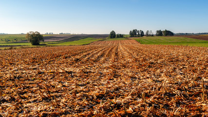 Jesienny poranek z przymrozkiem i szronem, Polska, Podlasie © podlaski49