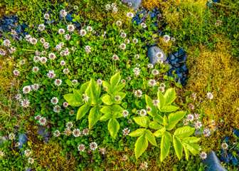 Surprisingly lush subarctic vegetation in the Thorsmork valley in the Highlands of Iceland at southern end of the famous Laugavegur hiking trail.