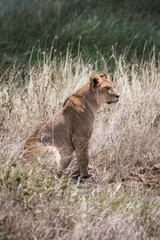 Fototapeta na wymiar lioness sitting