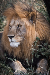 male lion