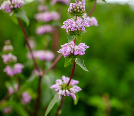 Beautiful little violet flowers in the park