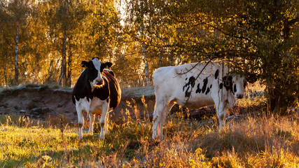 Jesienny poranek z przymrozkiem i szronem, Polska, Podlasie © podlaski49