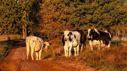 Jesienny poranek z przymrozkiem i szronem, Polska, Podlasie © podlaski49