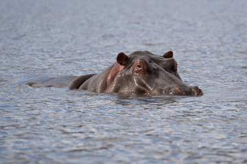 hippo in water
