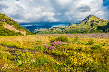 Fototapeta na wymiar Surprisingly lush subarctic vegetation in the Thorsmork valley in the Highlands of Iceland at southern end of the famous Laugavegur hiking trail.
