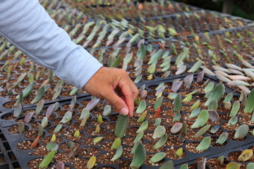 Gardener is propagating succulent plant using only the leave cutting to put down into the compost to take root