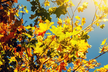 Bright colorful leaves on the branches in the autumn forest. Backlighting from the sun