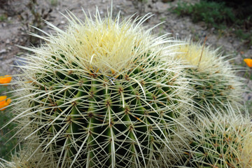 kaktus Echinocactus grusonii