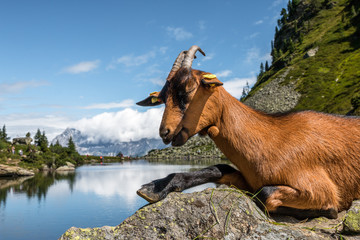 a mountain goat posing for her first nice portrait shot