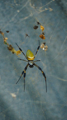 close up of tropical spider