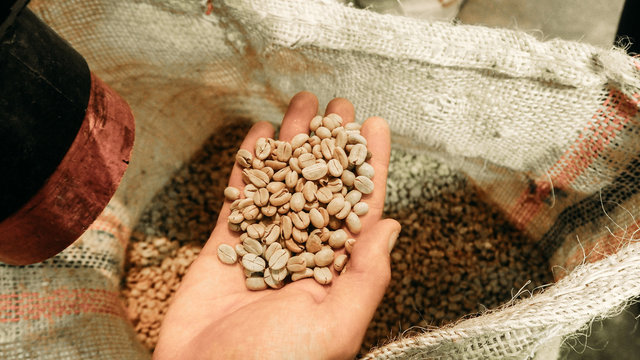 showing high quality raw coffee for export