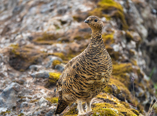A rock ptarmigan with its summer plumage in the spectacular settings of Thorsmork. It survives year-round the extreme conditions of  the Highlands of Iceland. Encountered while hiking the Laugavegur t
