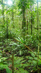 Obraz premium trees and plants at the amazon rainforest in colombia