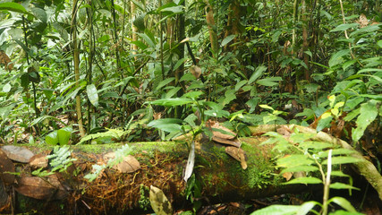 Obraz premium trees and plants at the amazon rainforest in colombia