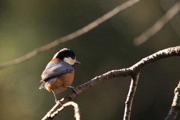 可愛い顔の野鳥