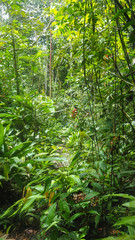 man walking through the amazon rainforest
