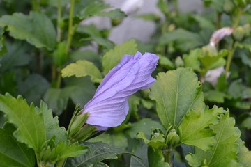 Closeup photograph of a closed purple hibiscus flower. © Trixcis