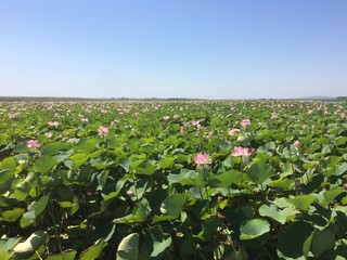 Valley of Lotos in Krasnodar.