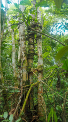 Fototapeta premium tree mich many trunks in the amazon rainforest