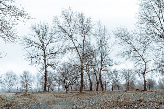 A winter lanscape in Kiev, Ukraine, with bare trees and gray sky