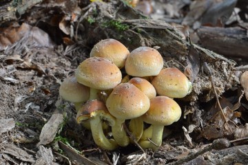 Closeup photograph of a cluster of sulfur tuft mushrooms.