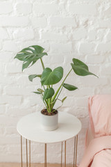 Big green monstera plant in the pot on the white coffee table at the bed. White brick wall background