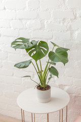 Big green monstera plant in the pot on the white coffee table at the bed. White brick wall background