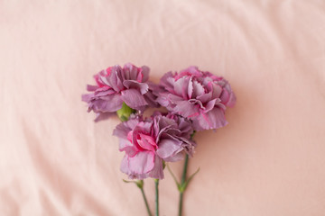 Pink and violet fluffy carnation flowers bouquet on the bed. Pink bedding