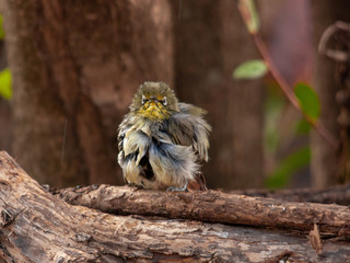 Cape White Eye