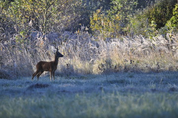Sarna kozioł na skraju lasu © Konrad