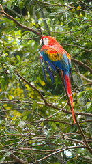 Naklejka premium red macaw parrot in a tree in the amazon rainforest