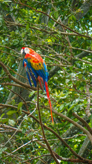 Obraz premium red macaw parrot in a tree in the amazon rainforest