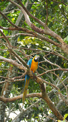 yellow macaw parrot in a tree in the amazon rainforest