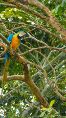 yellow macaw parrot in a tree in the amazon rainforest