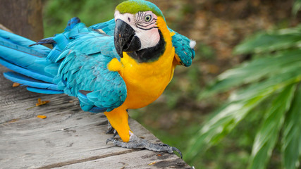 close up of a yellow macaw parrot in the amazon rainforest