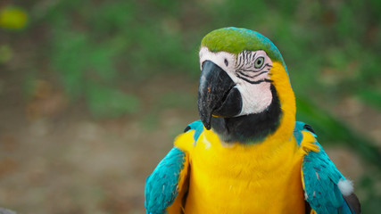close up of a yellow macaw parrot in the amazon rainforest