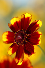yellow and red flower on a green background