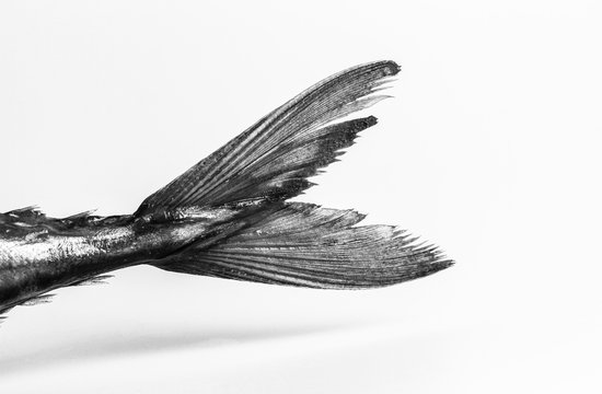 Silberne Fischflosse