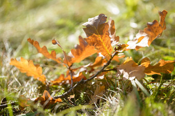 Beautiful colorful leaves in autumn forest. Red, orange, yellow, green and brown autumn leaves. Oak foliage. Seasonal background
