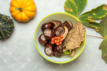 colorful autumn leaves, chestnuts, rowan, shell in a bowl on a light, stone background, top view, place for text