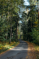 Naklejka premium Idyllic landscape with path and primeval forest at summer morning in Aulanko, Finland