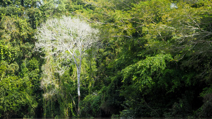 unique white tree surrounded by green trees in the amazon rainforest