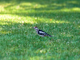 Woodpecker on the grass close up