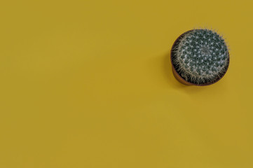 Beautiful green globular cactus in a pot isolated on vibrant yellow background with copy space to add text or elements.