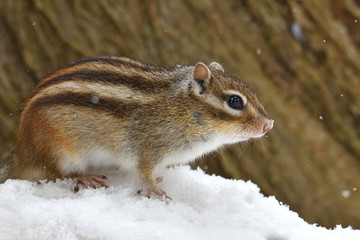 エゾシマリス