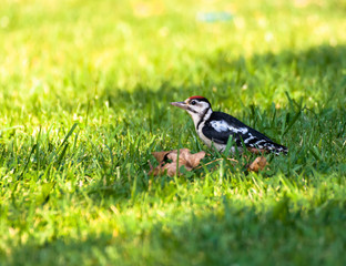 Woodpecker on the grass close up