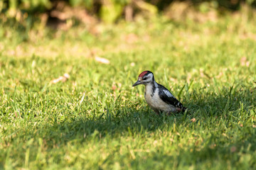 Woodpecker on the grass close up