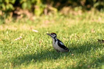 Woodpecker on the grass close up